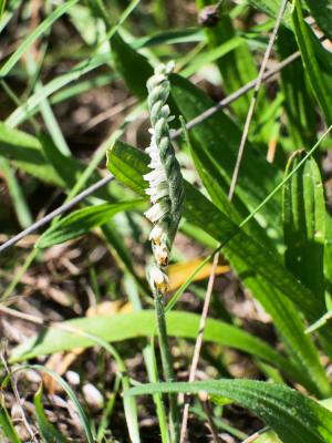 Spiranthe d'automne, Spiranthe spiralée Spiranthes spiralis (L.) Chevall., 1827