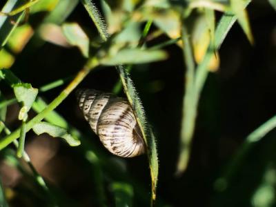 Cornet étroit Cochlicella acuta (O.F. Müller, 1774)