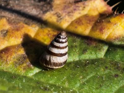 Cornet étroit Cochlicella acuta (O.F. Müller, 1774)