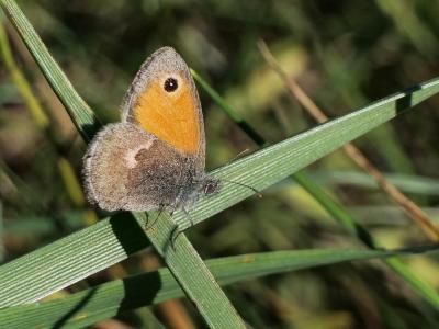 Fadet commun (Le), Procris (Le), Petit Papillon de Coenonympha pamphilus (Linnaeus, 1758)