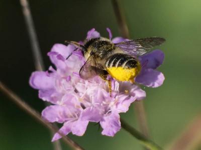  Megachile Latreille, 1802