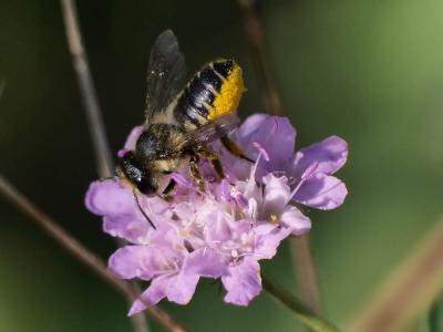  Megachile Latreille, 1802