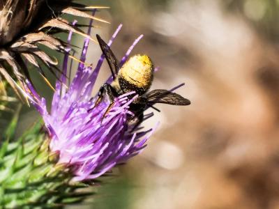 Megachile Latreille, 1802