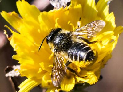  Megachile Latreille, 1802