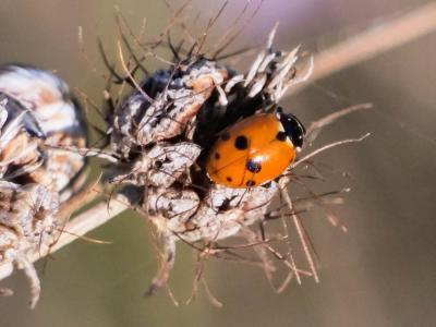 Coccinelle des friches Hippodamia variegata (Goeze, 1777)