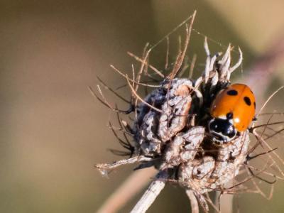 Coccinelle des friches Hippodamia variegata (Goeze, 1777)
