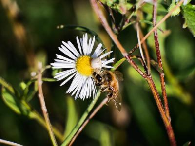 Thomise replet Thomisus onustus Walckenaer, 1805