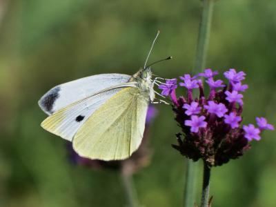 Piéride de la Rave (La), Petit Blanc du Chou (Le), Pieris rapae (Linnaeus, 1758)