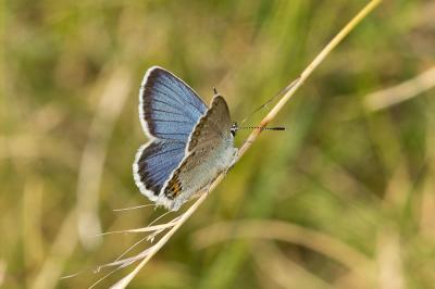 Azuré du Genêt (L'), Argus sagitté (L'), Bleu-viol Plebejus idas (Linnaeus, 1760)