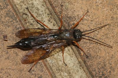  Sirex noctilio Fabricius, 1793