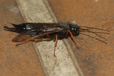  Sirex noctilio Fabricius, 1793