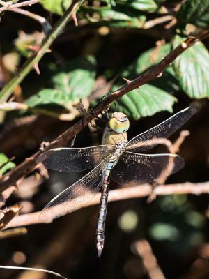Anax napolitain (L') Anax parthenope (Selys, 1839)