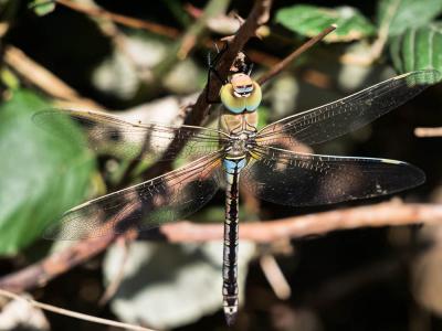 Anax napolitain (L') Anax parthenope (Selys, 1839)