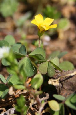 Oxalis corniculé, Trèfle jaune Oxalis corniculata L., 1753