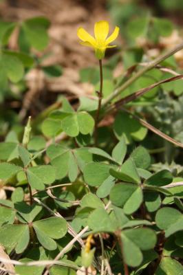 Oxalis corniculé, Trèfle jaune Oxalis corniculata L., 1753