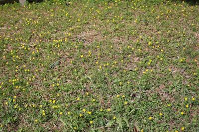 Oxalis corniculé, Trèfle jaune Oxalis corniculata L., 1753