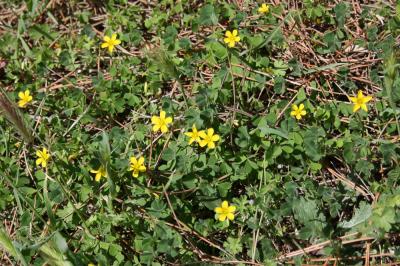Oxalis corniculé, Trèfle jaune Oxalis corniculata L., 1753
