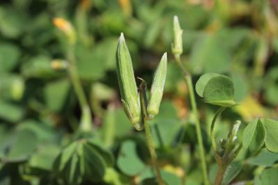 Oxalis corniculé, Trèfle jaune Oxalis corniculata L., 1753