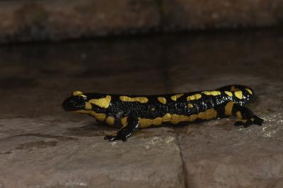 Salamandre tachetée terrestre Salamandra salamandra terrestris Lacepède, 1788