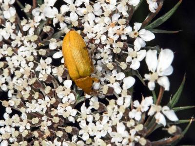  Cteniopus sulphureus (Linnaeus, 1758)