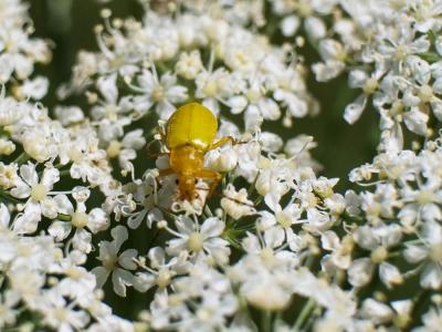  Cteniopus sulphureus (Linnaeus, 1758)