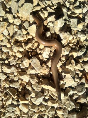 Orvet fragile Anguis fragilis Linnaeus, 1758