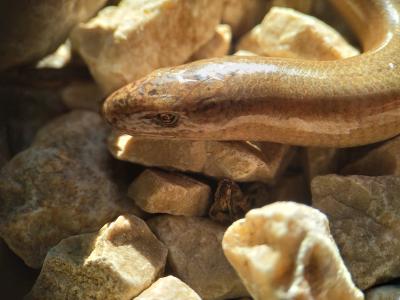 Orvet fragile Anguis fragilis Linnaeus, 1758
