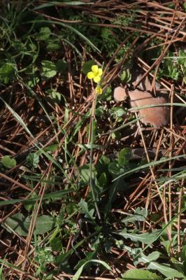 Diplotaxe des murs, Roquette des murailles Diplotaxis muralis (L.) DC., 1821