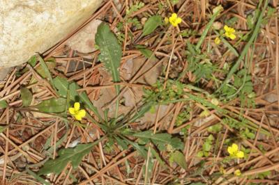 Diplotaxe des murs, Roquette des murailles Diplotaxis muralis (L.) DC., 1821