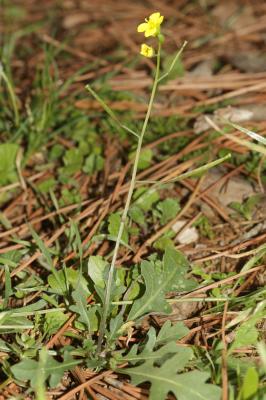 Diplotaxe des murs, Roquette des murailles Diplotaxis muralis (L.) DC., 1821