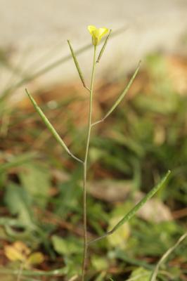 Diplotaxe des murs, Roquette des murailles Diplotaxis muralis (L.) DC., 1821