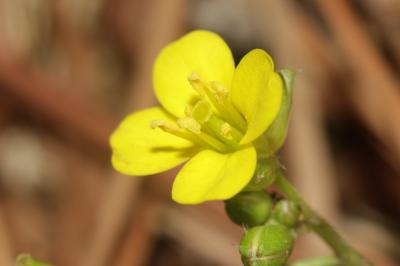 Diplotaxe des murs, Roquette des murailles Diplotaxis muralis (L.) DC., 1821