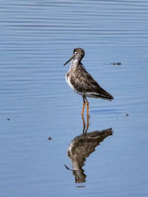 Chevalier gambette Tringa totanus (Linnaeus, 1758)