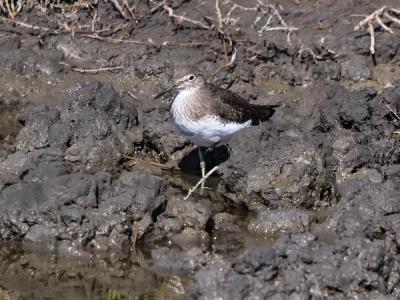 Chevalier culblanc Tringa ochropus Linnaeus, 1758