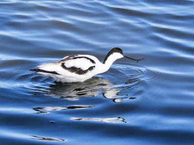 Avocette élégante Recurvirostra avosetta Linnaeus, 1758
