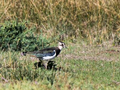 Vanneau huppé Vanellus vanellus (Linnaeus, 1758)