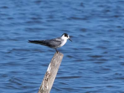 Guifette noire Chlidonias niger (Linnaeus, 1758)