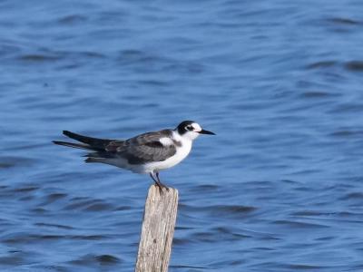 Guifette noire Chlidonias niger (Linnaeus, 1758)