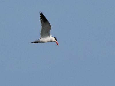 Sterne caspienne Hydroprogne caspia (Pallas, 1770)