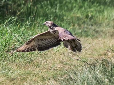 Buse variable Buteo buteo (Linnaeus, 1758)