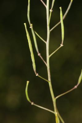 Diplotaxe vulgaire, Roquette jaune Diplotaxis tenuifolia (L.) DC., 1821