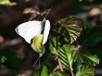 Piéride du Navet (La), Papillon blanc veiné de ver Pieris napi (Linnaeus, 1758)