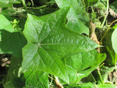 Sicyos anguleux, Concombre anguleux Sicyos angulata L., 1753