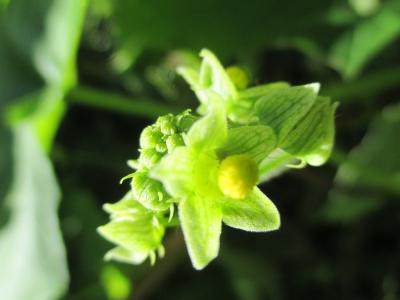 Sicyos anguleux, Concombre anguleux Sicyos angulata L., 1753