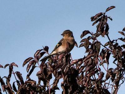 Pinson des arbres Fringilla coelebs Linnaeus, 1758