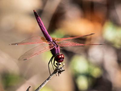 Trithémis annelé (Le) Trithemis annulata (Palisot de Beauvois, 1807)