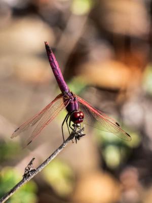 Trithémis annelé (Le) Trithemis annulata (Palisot de Beauvois, 1807)