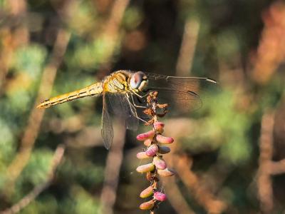 Sympétrum de Fonscolombe (Le) Sympetrum fonscolombii (Selys, 1840)