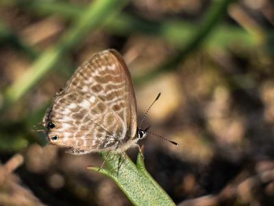 Azuré de la Luzerne (L'), Azuré de Lang (L'), Argu Leptotes pirithous (Linnaeus, 1767)