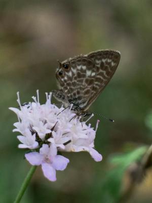 Azuré de la Luzerne (L'), Azuré de Lang (L'), Argu Leptotes pirithous (Linnaeus, 1767)